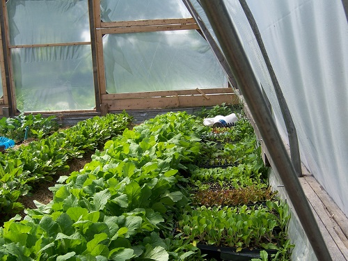 Start a Nursery Business (image credit google)