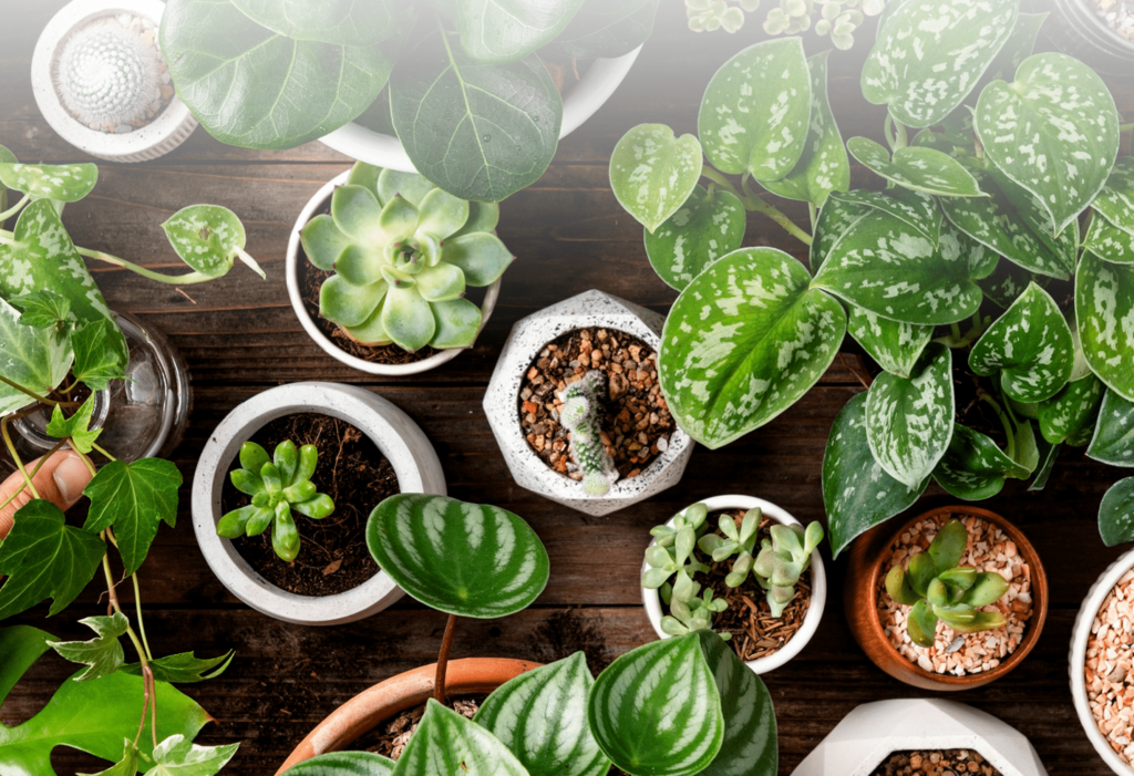 Start a Nursery Business (image credit google)