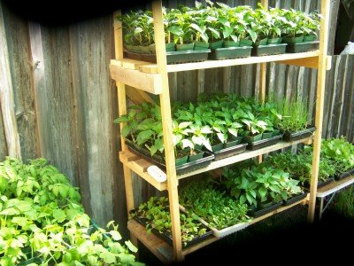 Start a Nursery Business (image credit google)